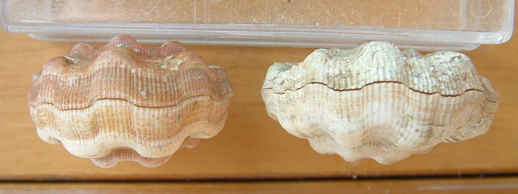 Famiglia Pectinidae